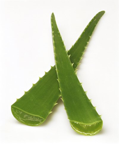 Aloe Leaf - M. Levin & Co
